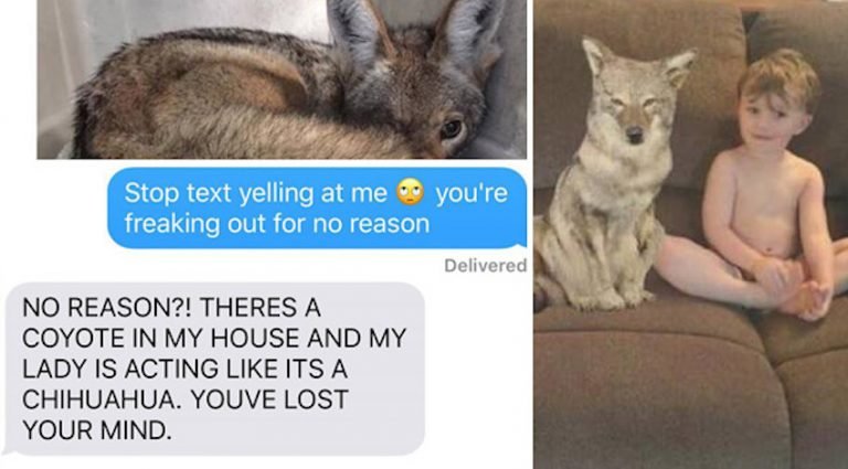 Wife Pranks Husband That She Brought Home A Stray Dog, But Picture Shows A Coyote