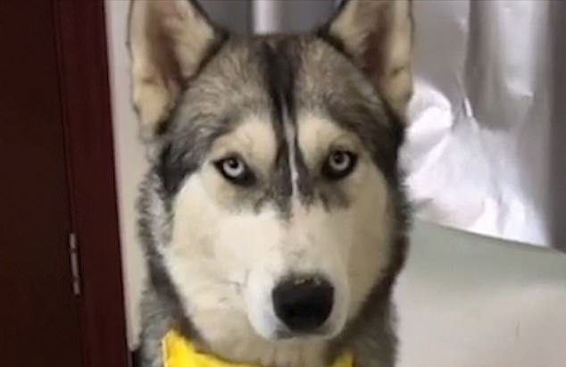 Husky Fooled By Owner