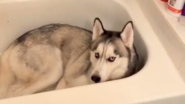 Husky Loves His Bathtub