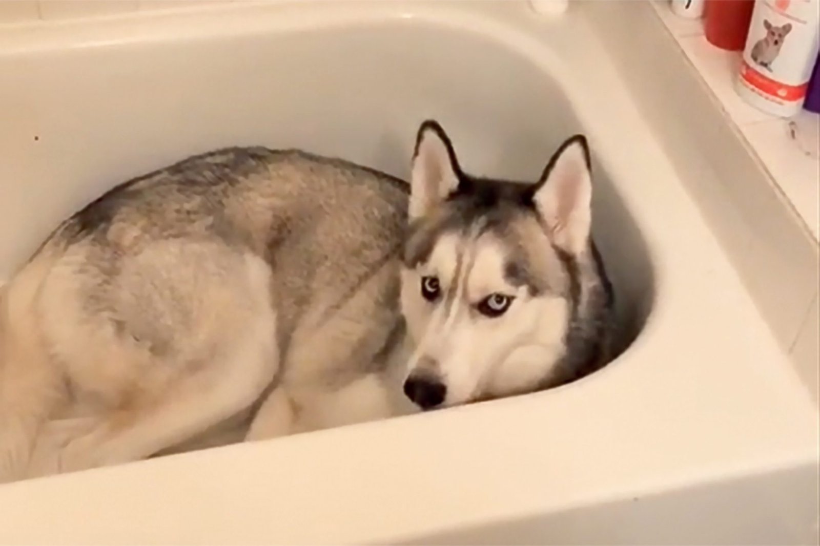 Husky Loves His Bathtub