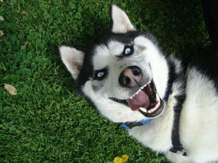 Keep Your Husky Happy