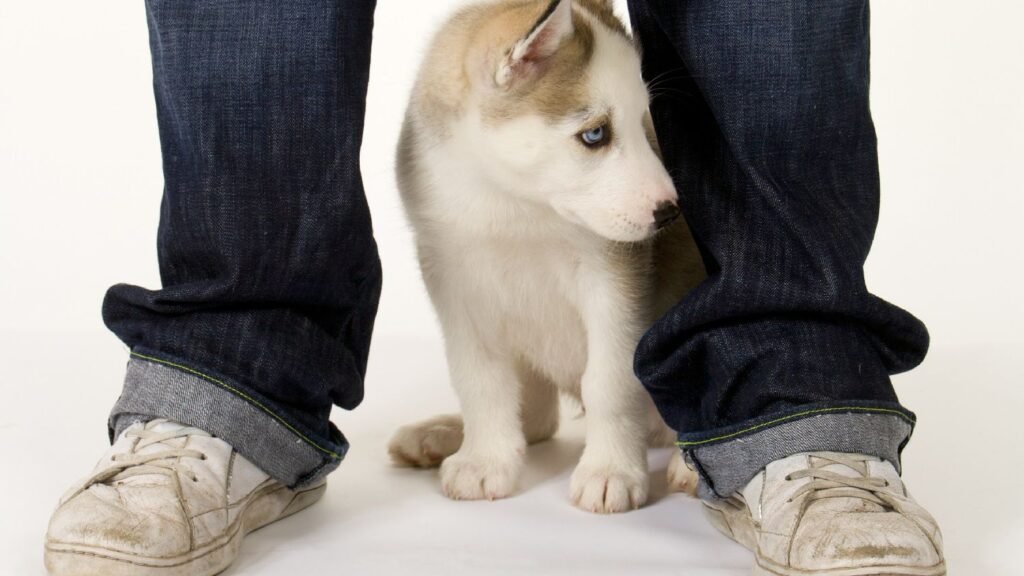 My Husky Pee