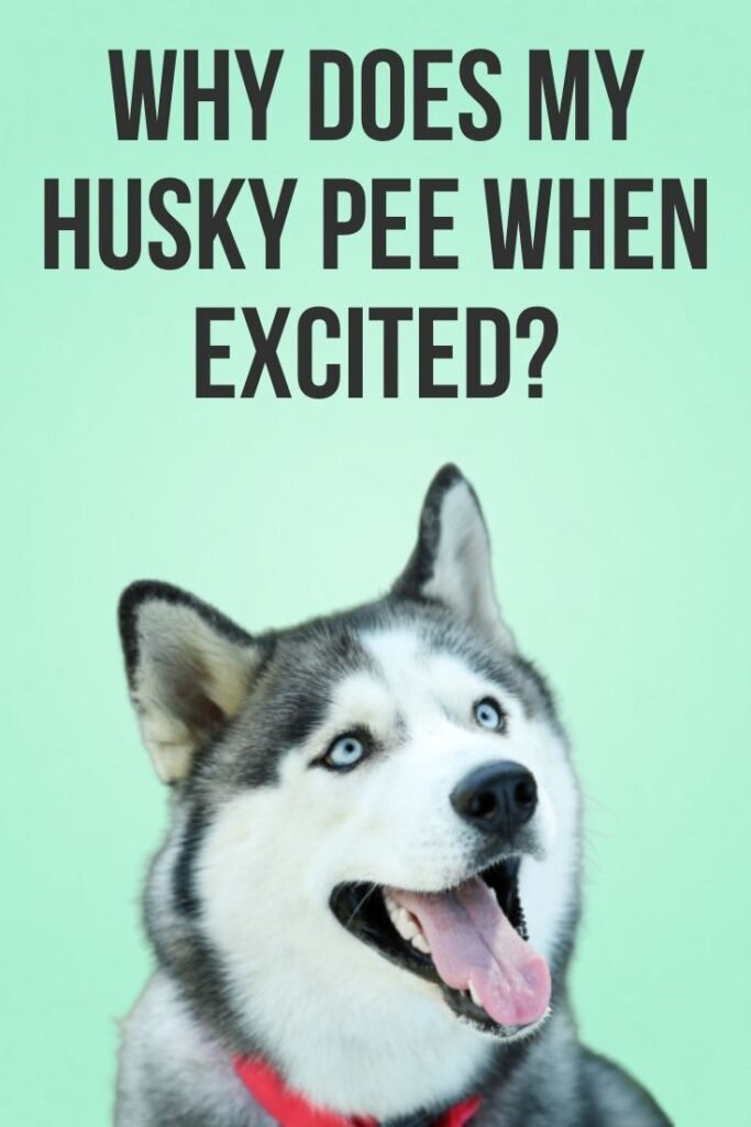 My Husky Pee