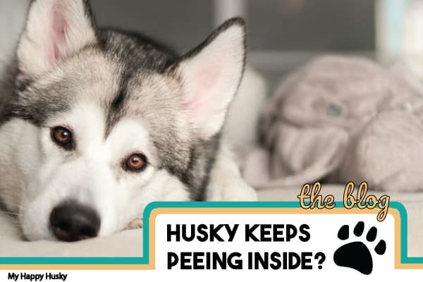 My-Husky-Pee