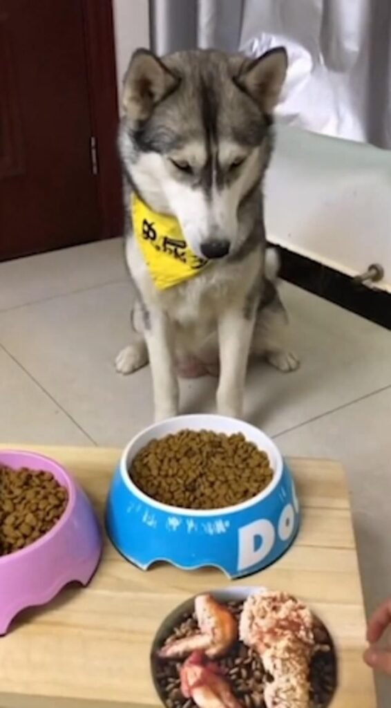 Husky Fooled By Owner