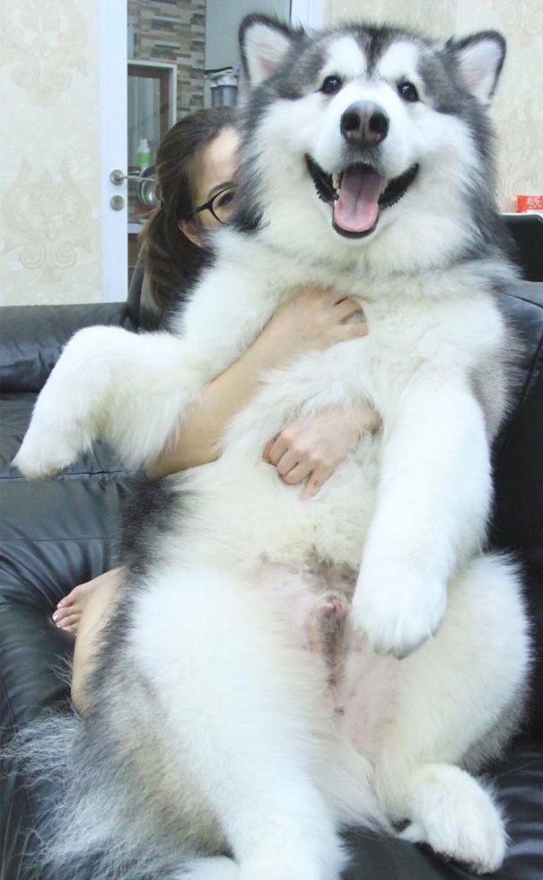 Alaskan Malamutes