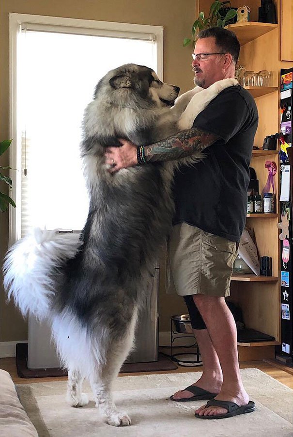 Alaskan Malamutes