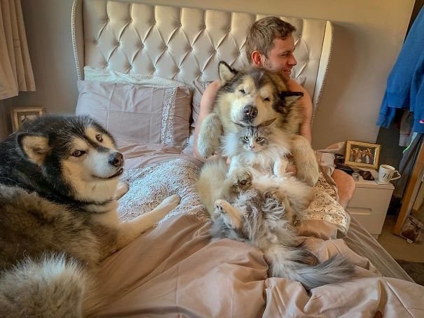 Alaskan Malamutes