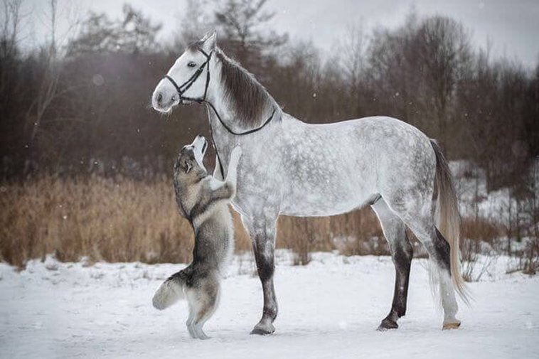 Horse And Husky