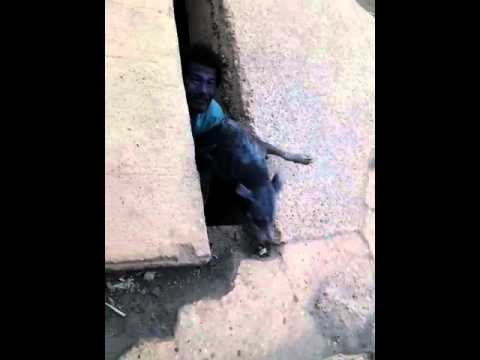 Homeless man saves a homeless dog from drowning
